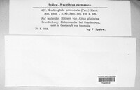 Niptera umbonata image